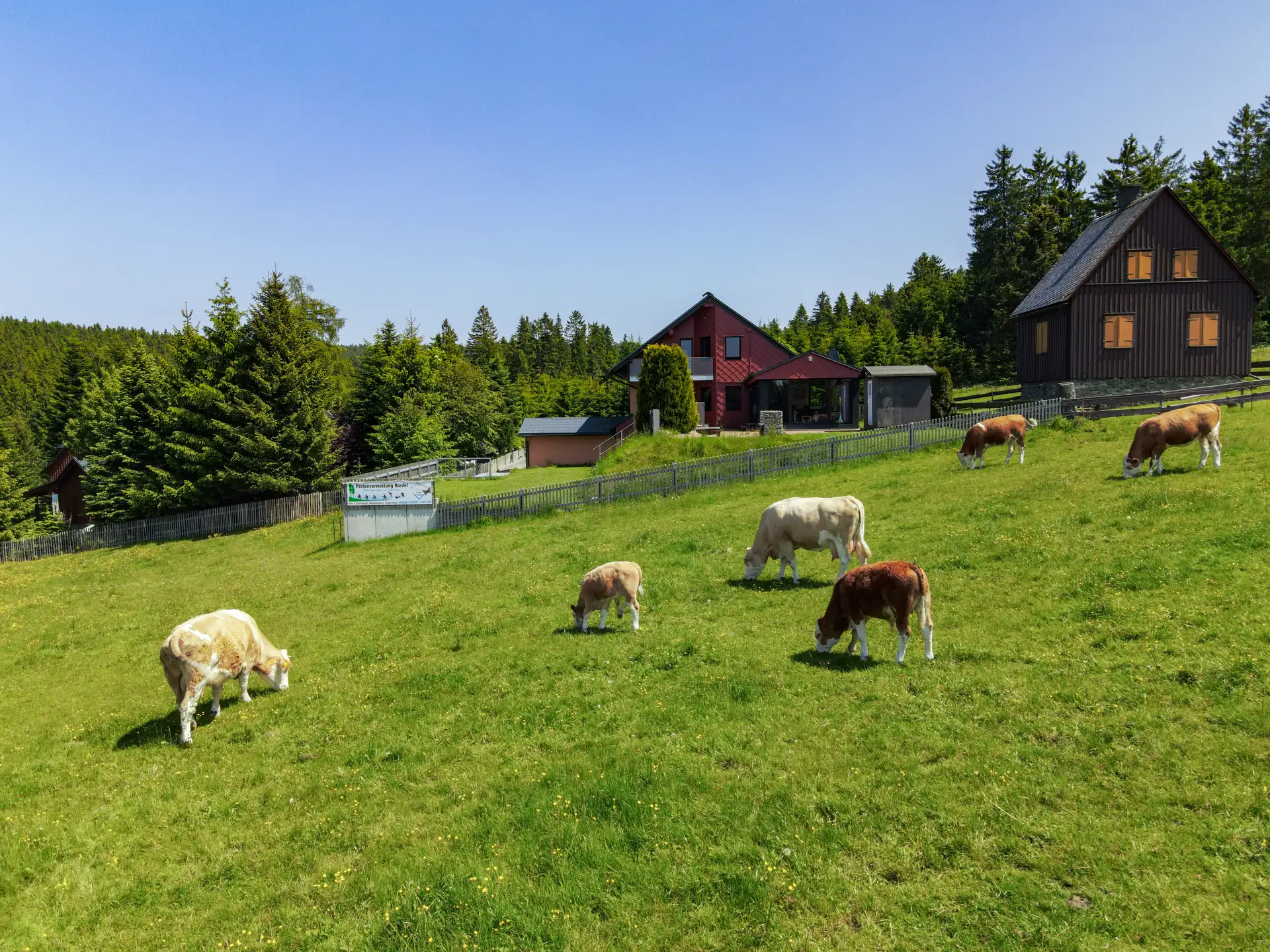 Ferienhaus, Wiese und Rinder in Tellerhäuser im Sommer