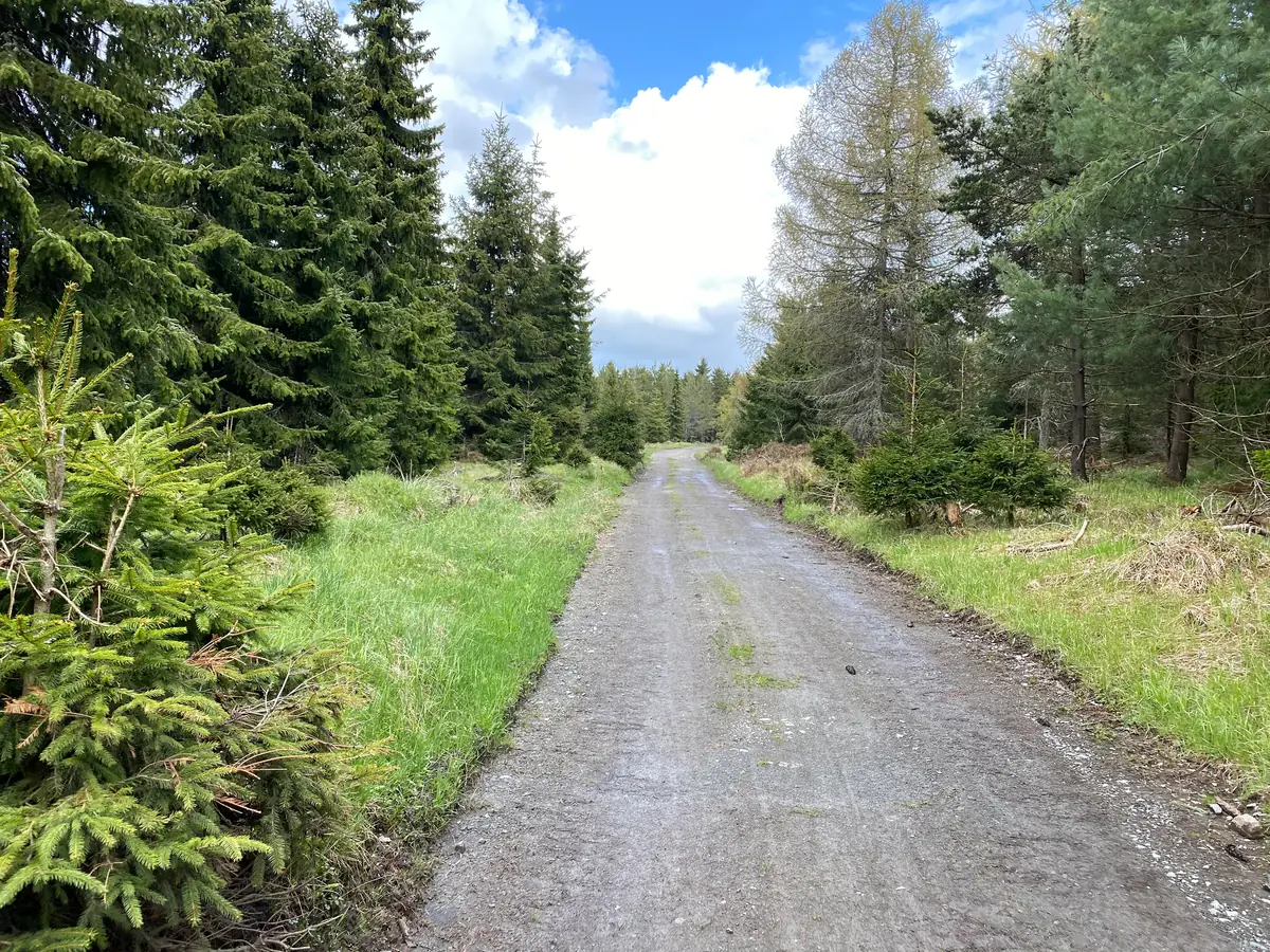 Wald und Landschaft im Erzgebirge