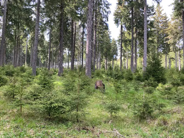 Junge Fichten in einem lichten Wald