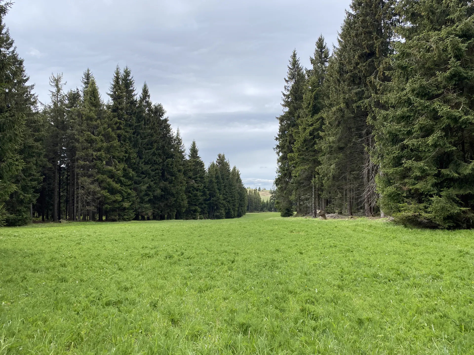 Grüne Lichtung zwischen Fichten im Erzgebirge