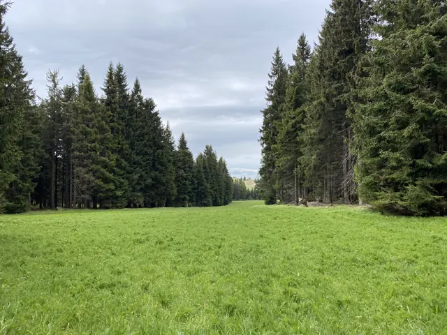 Grüne Lichtung zwischen Fichten im Erzgebirge