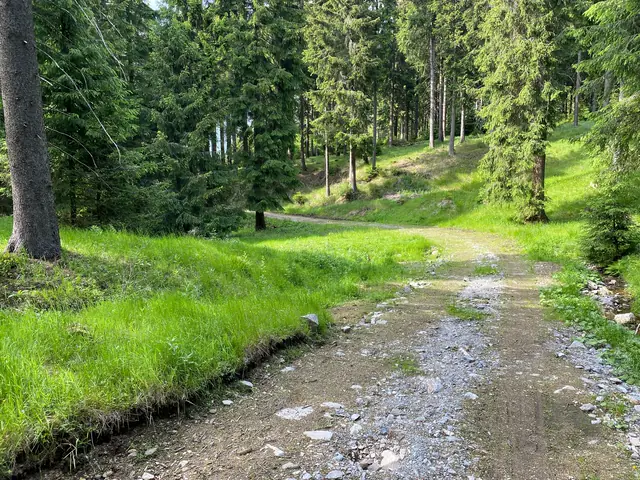 Steiniger Weg durch einen grünen Wald